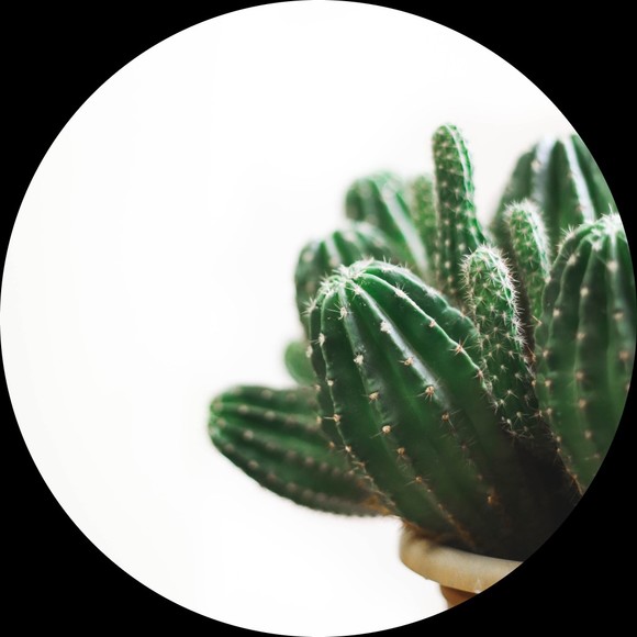 cactus_mango